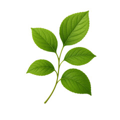 Obraz premium Vibrant green plant branch isolated on a black background a botanical study perfect for nature inspired designs