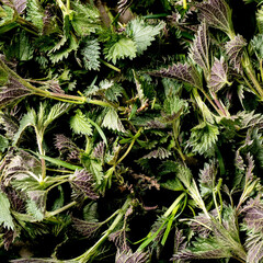 Heap of young nettle leaves
