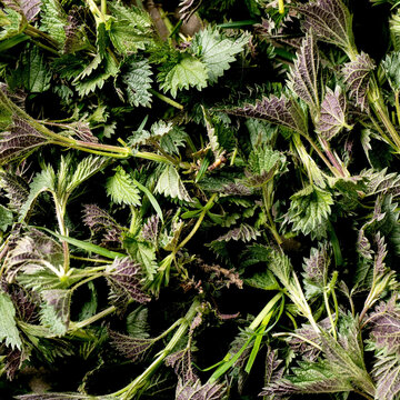 Heap of young nettle leaves