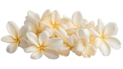 Beautiful Jasmine Flowers Isolated on Transparent Background for Creative Projects