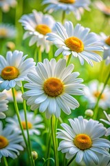Fototapeta premium Beautiful field of blooming white daisies with vibrant yellow centers in sunlight.