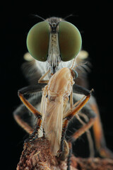 This close-up shows a green-eyed robber fly (likely Holcocephala or another Asilidae) with...