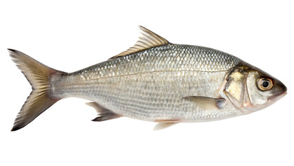 fresh fish isolated on white