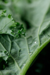 Fresh green Kale leaf salad vegetable with water drops background.
