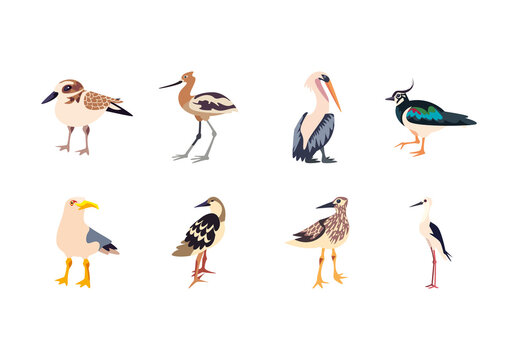 Colorful Seabird Wading Bird Tropical Animal Illustrations