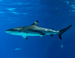 Obraz premium Grey Shark Swimming in Deep Blue Ocean Water