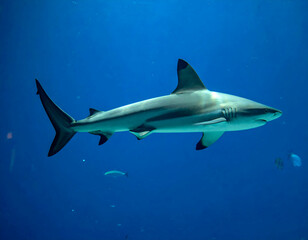 Fototapeta premium Blacktip Reef Shark Swimming in Deep Blue Ocean