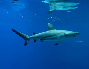 Fototapeta premium Gray Reef Shark Swimming in Deep Blue Ocean