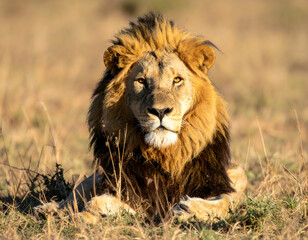 Obraz premium Majestic Male Lion in Golden Savanna Grassland
