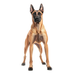 Loyal Belgian Malinois: A striking Belgian Malinois stands poised, embodying both elegance and unwavering loyalty, with a focused gaze that hints at intelligence and spirit.