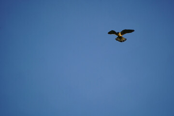 A kestrel stands in the sky and searches for prey