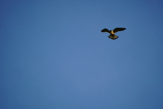 A kestrel stands in the sky and searches for prey