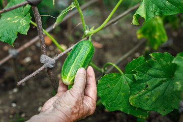 Hand picking fresh cucumber from plant in organic garden. Harvesting vegetable of homegrown produce