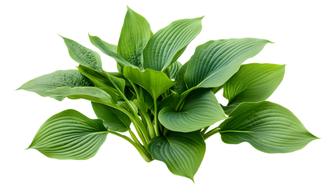 Hosta Plantain Lily Isolated on Transparent Background - Beautiful and Serene Plant Image