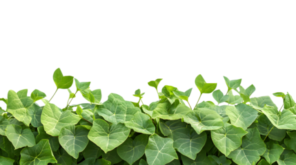 Kudzu Plant Isolated on Transparent Background for Botanical, Nature, Greenery Concepts