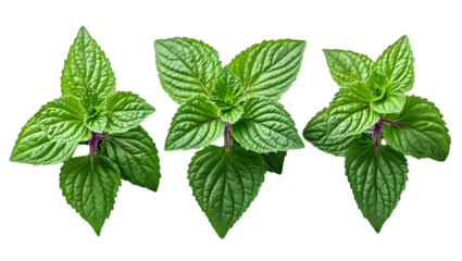 Three Green Shiso Plants on Transparent Background