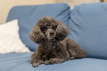 poodle and puppy