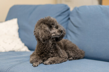 poodle and puppy