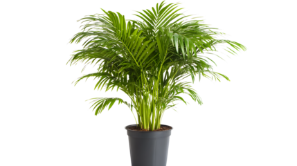 Isolated Areca Palm Tree Isolated on Transparent Background for Tropical Designs