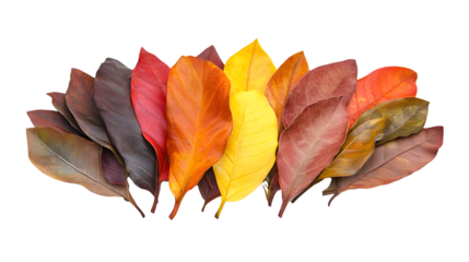 Vibrant Autumn Colored Leaves Pile Isolated on Transparent Background
