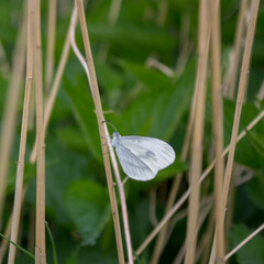 papillon albinos