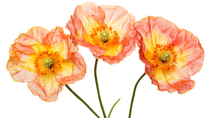 Vibrant Poppy Flowers Isolated on Transparent Background for Design Projects