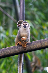  Ecuadorian squirrel monkey (Saimiri cassiquiarensis macrodon) mother, eating a banana with a baby on her back, at an ecolodge in Archidona, Ecuador