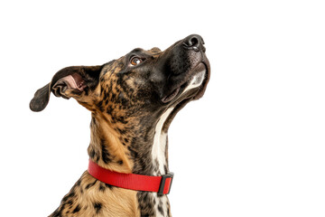 Dog’s Curious Gaze: A striking, spotted dog with a vibrant red collar gazes upwards with an expression of rapt attention, revealing the innate inquisitiveness and charm of canine companion.