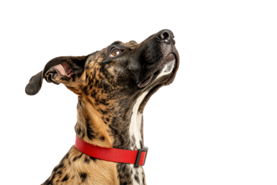 Dog’s Curious Gaze: A striking, spotted dog with a vibrant red collar gazes upwards with an expression of rapt attention, revealing the innate inquisitiveness and charm of canine companion.