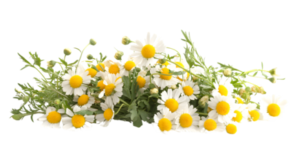 Beautiful Daisy Flower Isolated on Transparent Background for Design Projects