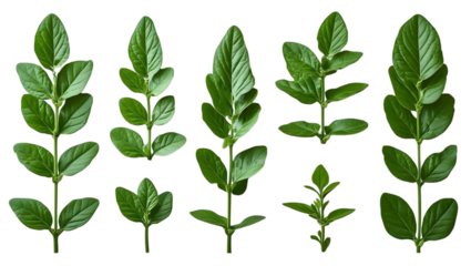 Green Leaf Sprig on Transparent Background