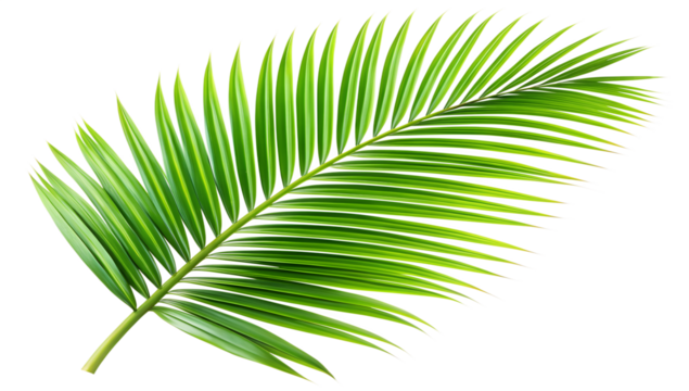 leaf of palm tree isolated on white background. Transparent PNG file type available .