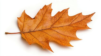 Fototapeta premium Single Orange Autumn Leaf on White Background
