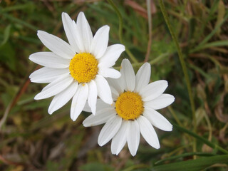 Natura