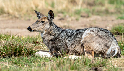 Obraz premium Majestic Grey Brocket Deer Resting in Grassland Habitat