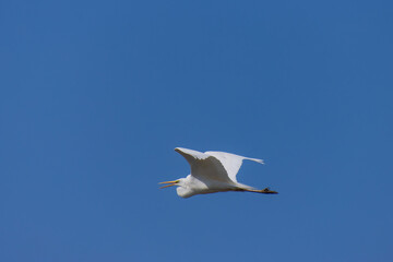 羽ばたくシロサギ