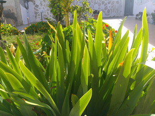 Natura