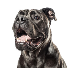 Happy Cane Corso Portrait 