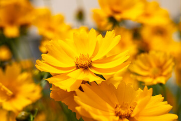 Bright yellow flowers blooming in the warm sunlight with a vibrant background