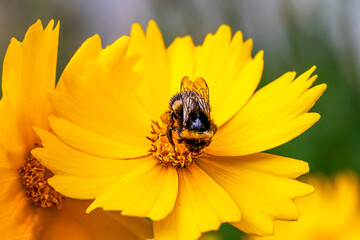 Closeup of a bee pollinating a vibrant yellow flower in natural sunlight