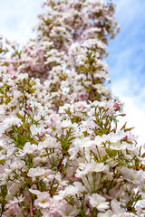 Tall cherry blossoms tree under a clear blue sky with white clouds