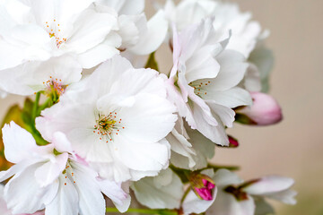 Delicate white blossoms with pink accents in bright natural sunlight