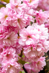 Beautiful springtime pink cherry blossoms in full bloom on tree branches