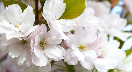 Closeup of blooming white cherry blossoms on a spring day