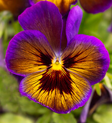 Close-up of a vibrant yellow and purple pansy flower with green background