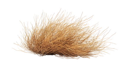 Isolated Tumbleweed of Desert Origins Isolated on Transparent Background