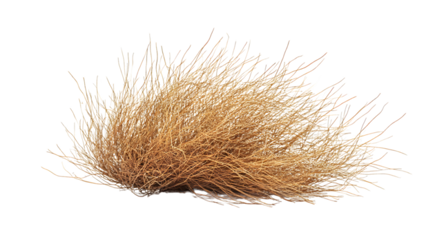 Isolated Tumbleweed of Desert Origins Isolated on Transparent Background