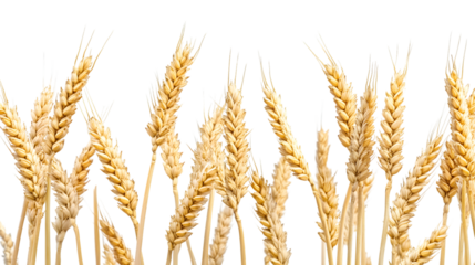 Isolated Horizontal Wheat Ears Isolated on Transparent Background for Design Projects