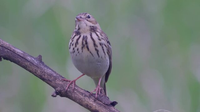 Tree Pipit (Anthus trivialis).  Close-up of a bird sitting on a tree branch.  Bird singing. Sound inside.