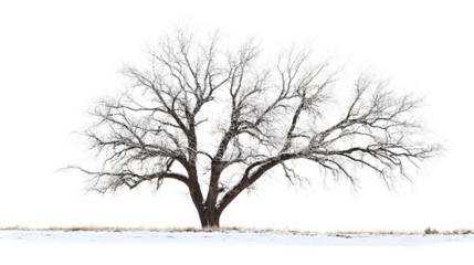 One Elm Tree Isolated on Transparent Background - Professional Nature Photography